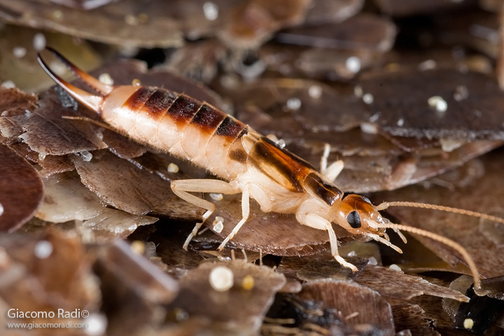 Anisolabis maritima o Labidura riparia? Labidura riparia