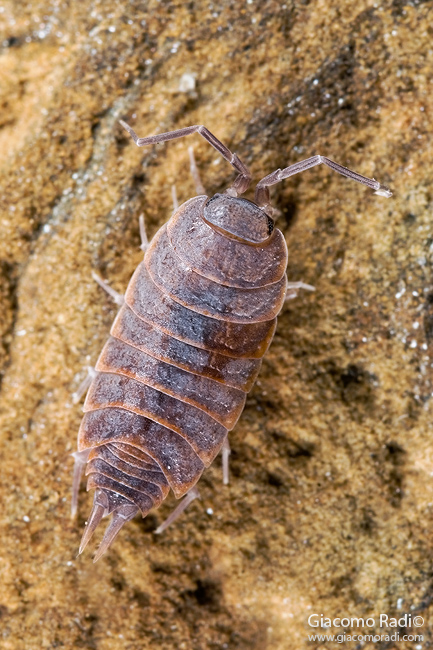 Identificazione Oniscide (Cylisticus convexus???)