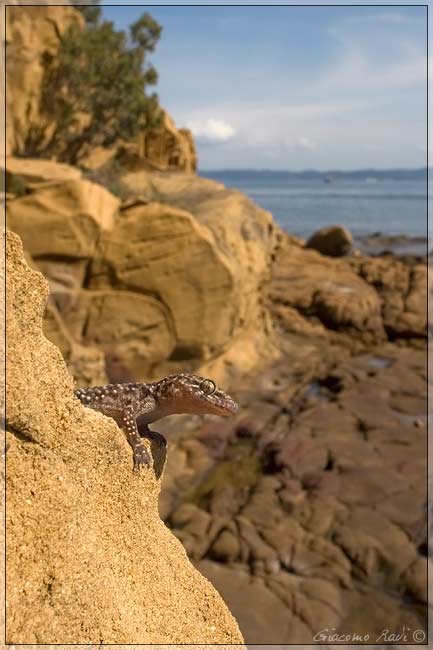 Hemidactylus turcicus dalla costa maremmana