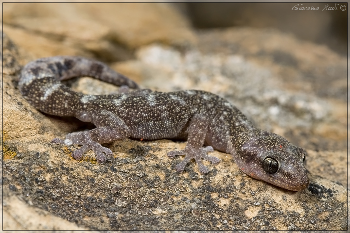 Euleptes europea (Phyllodactylus europaeus)