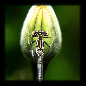 Libellula??? Ischnura & Platycnemis