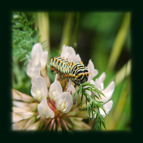 Bruco colorato - Papilio machaon