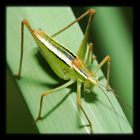 Poecilimon jonicus superbus (Phaneropteridae)