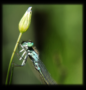 Libellula??? Ischnura & Platycnemis