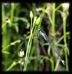 Libellula??? Ischnura & Platycnemis