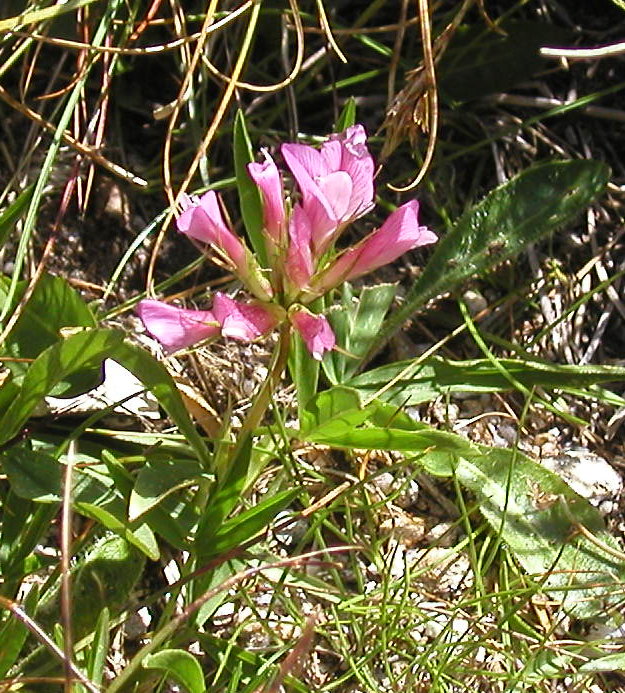 Trifolium alpinum / Trifoglio alpino