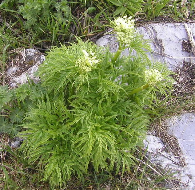 Molopospermum peloponnesiacum