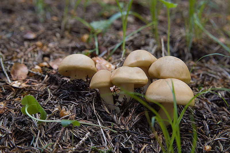 Tricholoma georgii