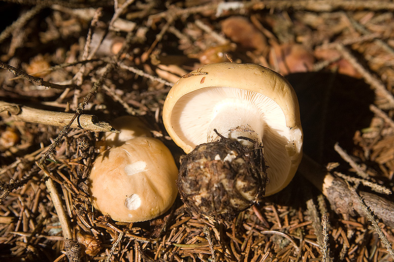 Tricholoma georgii