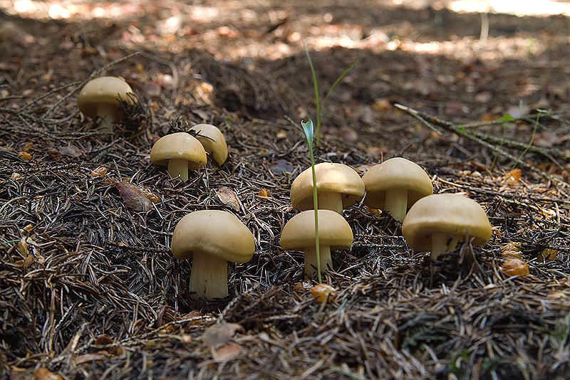 Tricholoma georgii