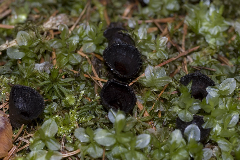 Cyathus striatus