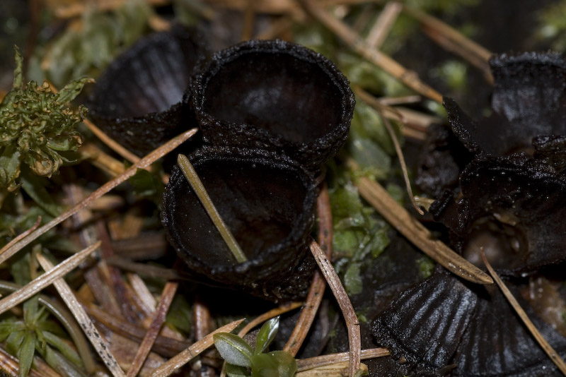 Cyathus striatus