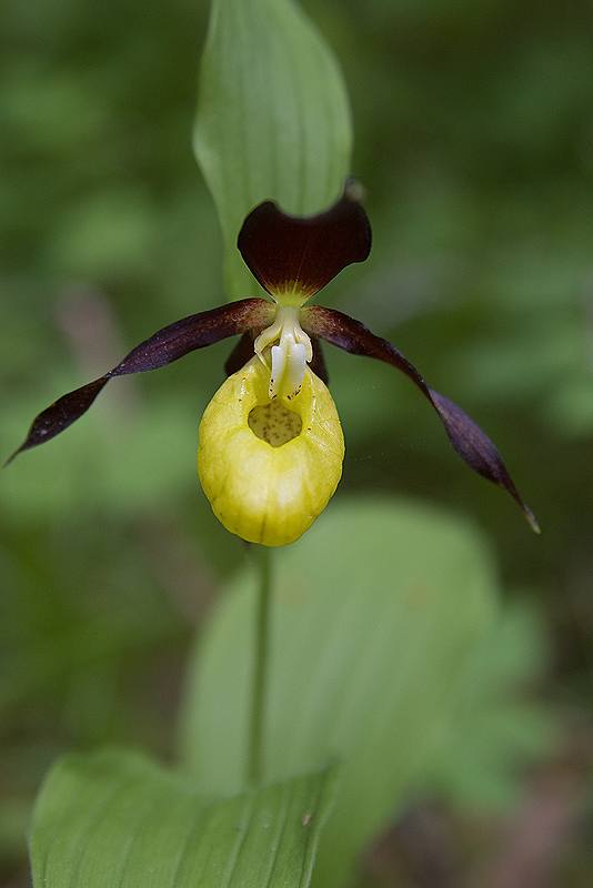 Cypripedium calceolus