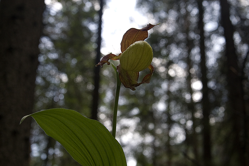 Cypripedium calceolus