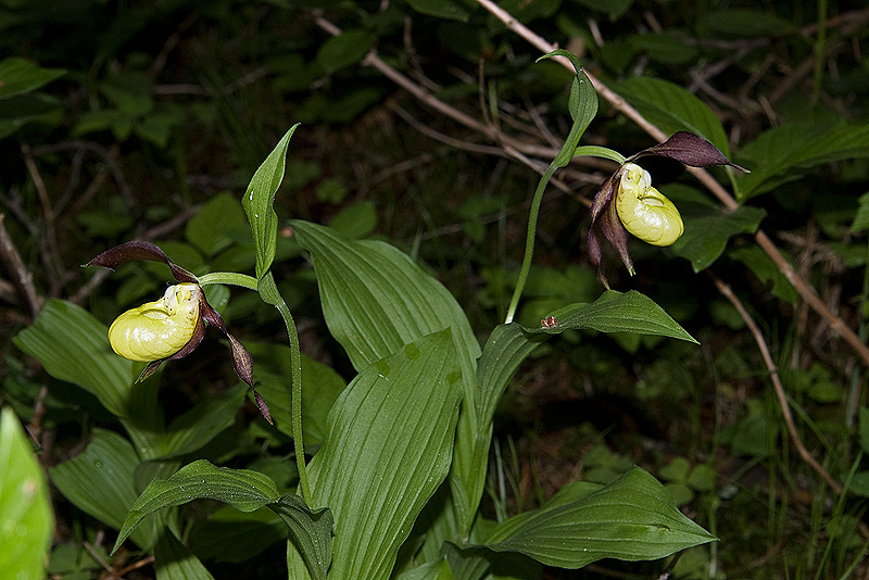 Cypripedium calceolus