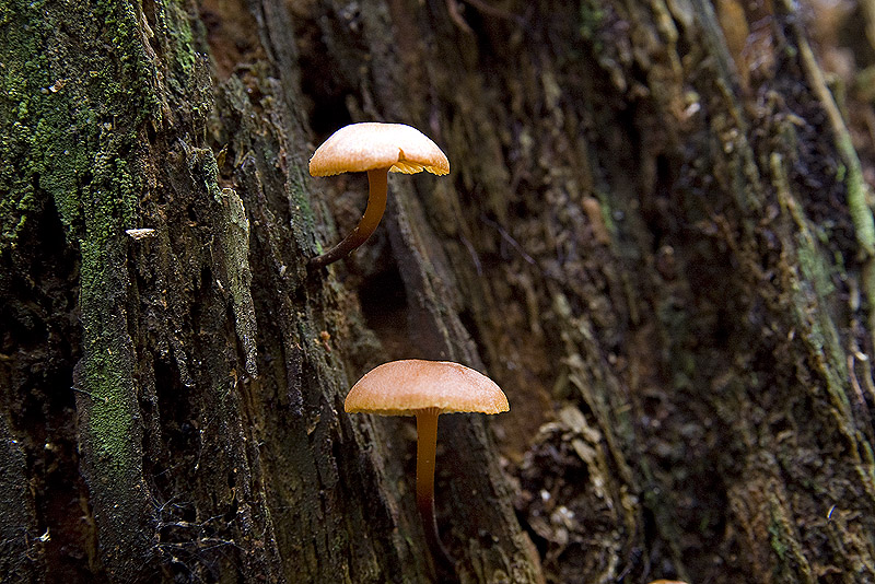 Xeromphalina campanella