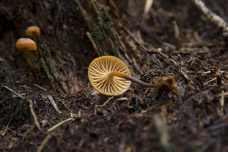 Xeromphalina campanella