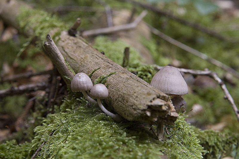 Mycena (cfr. M. rubromarginata/M. purpureofusca)