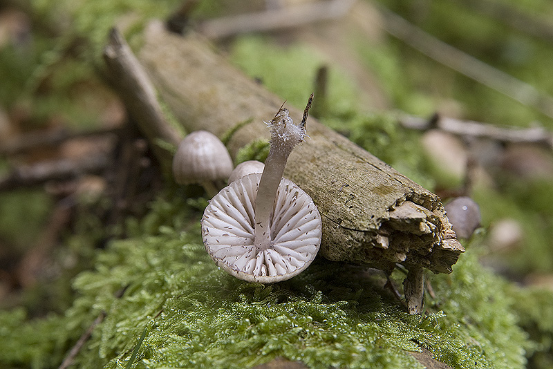 Mycena (cfr. M. rubromarginata/M. purpureofusca)