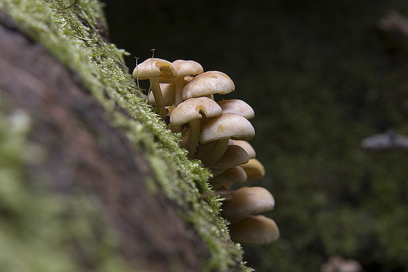 Micena o altro?? (cfr. Hypholoma fasciculare)