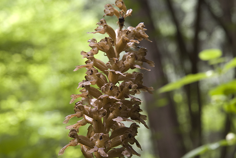 Neottia nidus-avis (L.)L.C.Rich.