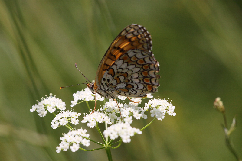 Una farfalla da identificare - Melitaea phoebe - Nymphalidae