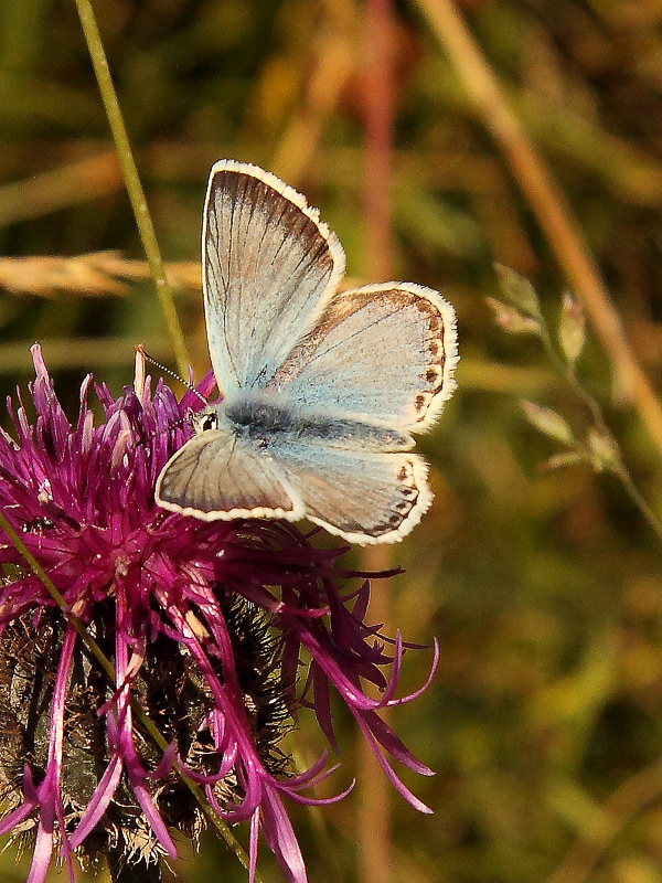 Una farfalla da id - Polyommatus (Lysandra) coridon