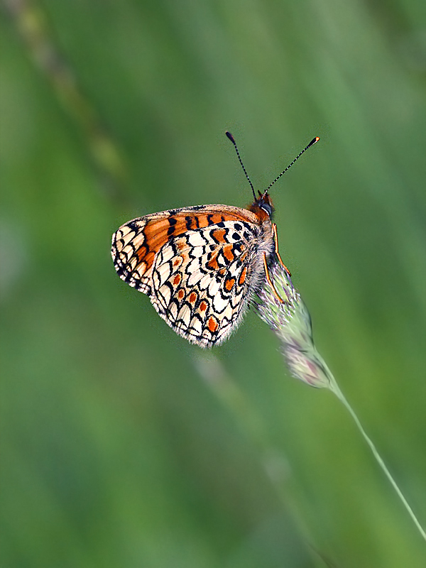 Aiuto per identificazione farfalla