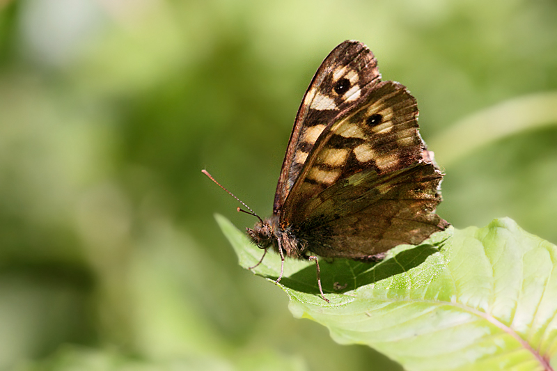 Identificazione..please! - Pararge aegeria