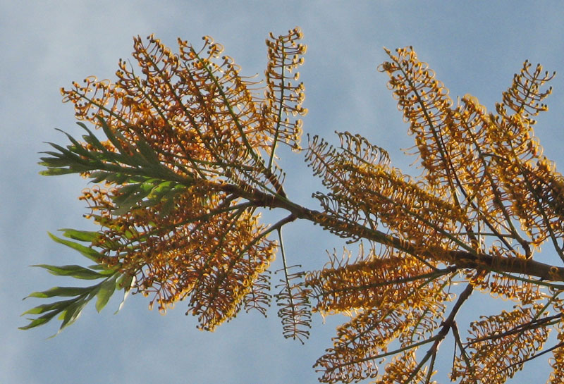 Albero sconosciuto / Grevillea robusta