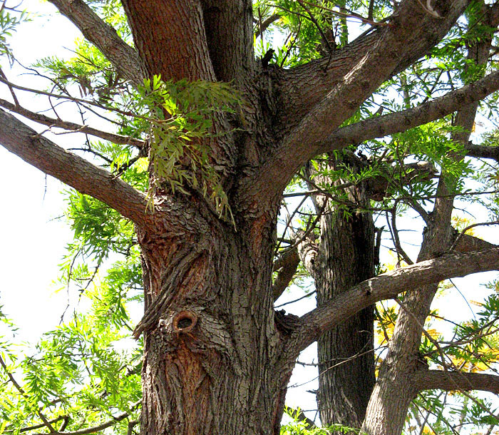 Albero sconosciuto / Grevillea robusta