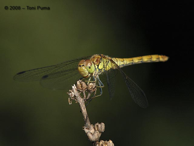 Di nuovo Orthetrum cancellatum? Sympetrum sp.