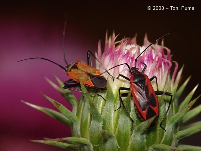 Eterotteri...in colori assortiti: Calocoris nemoralis