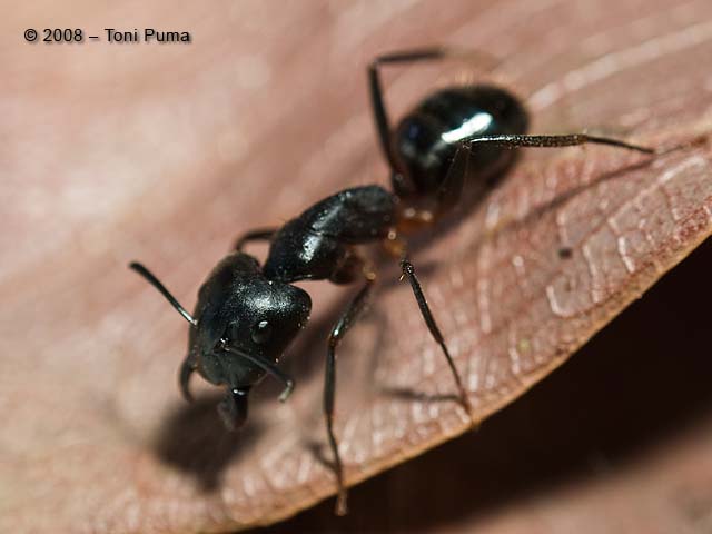 Formica...dei tetti!!! Camponotus barbaricus