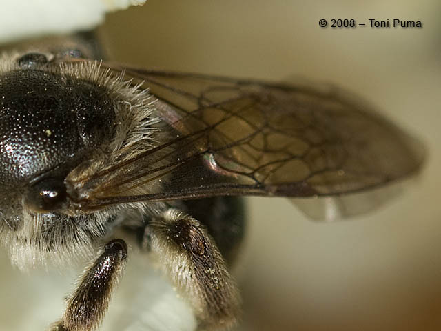 Ancora un imenottero siciliano: Lasioglossum sp.