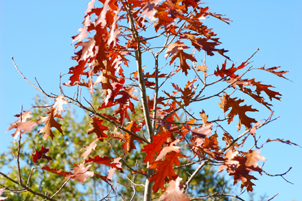 Identificazione alberi