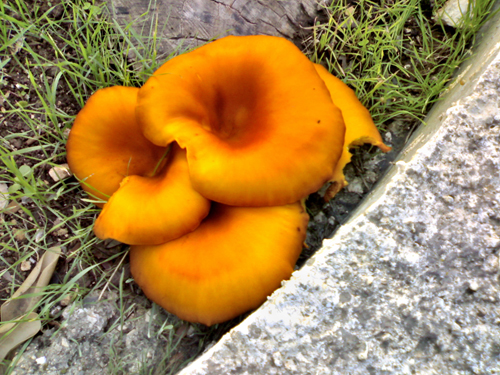 Omphalotus olearius