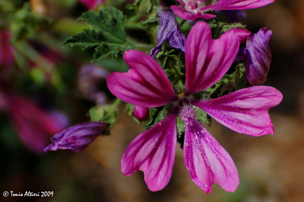 Malva sylvestris