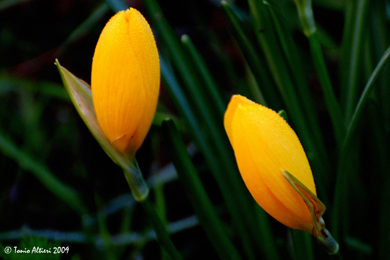 Sternbergia lutea