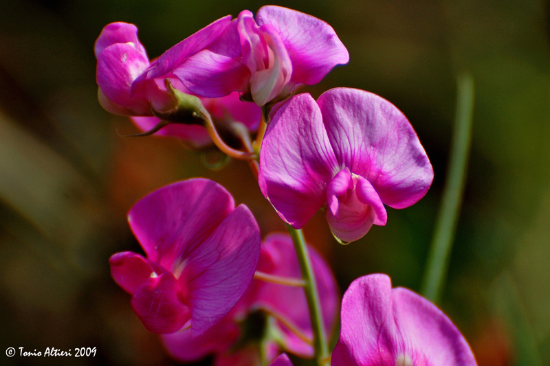 Identificazione fiore spontaneo - Lathyrus sp.