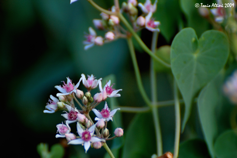 Cynanchum acutum / Crisciola