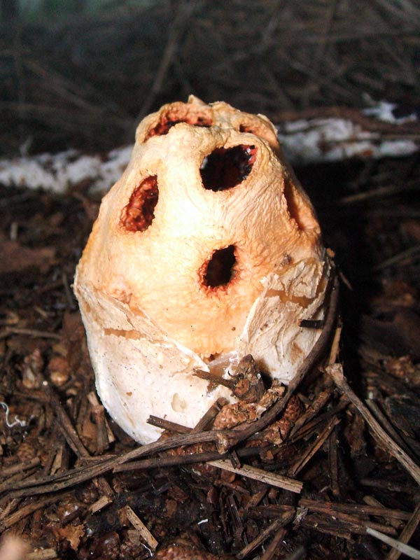 Identificacin (Clathrus ruber)