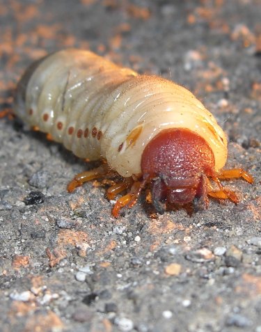 Larva di Oryctes sp.