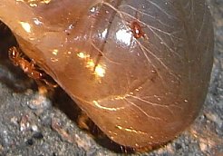 Larva di Oryctes sp.