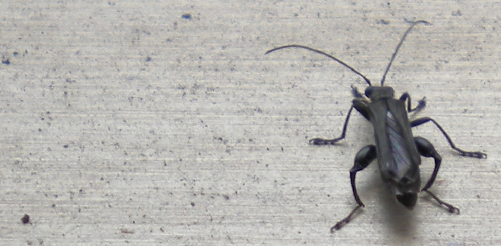 Oedemera atrata