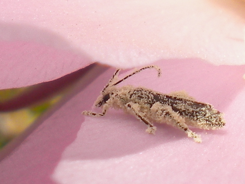 Oedemera atrata