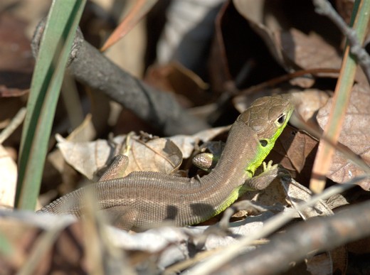 Identificazione lucertola