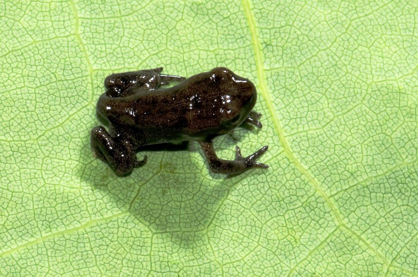 Aiuto identificazione girini in fase di metamorfosi- B. bufo