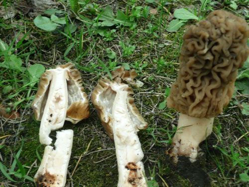 Morchella? Verpa?