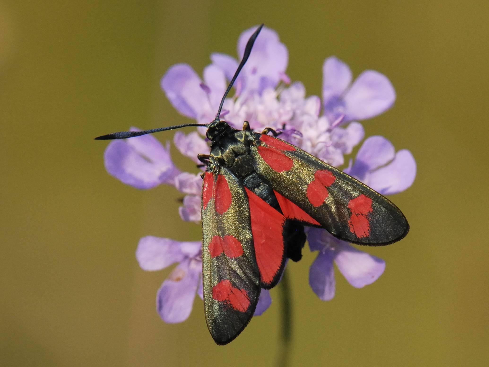 Zygaena